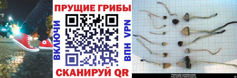 цены   Котельнич  мега рабочий сайт  Галлюциногенные грибы мицелий 